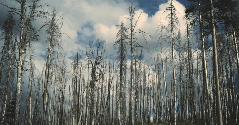 Champions Trophy 2025 Legacy: How Pakistan Cricket Is Building on Its Greatest Triumph