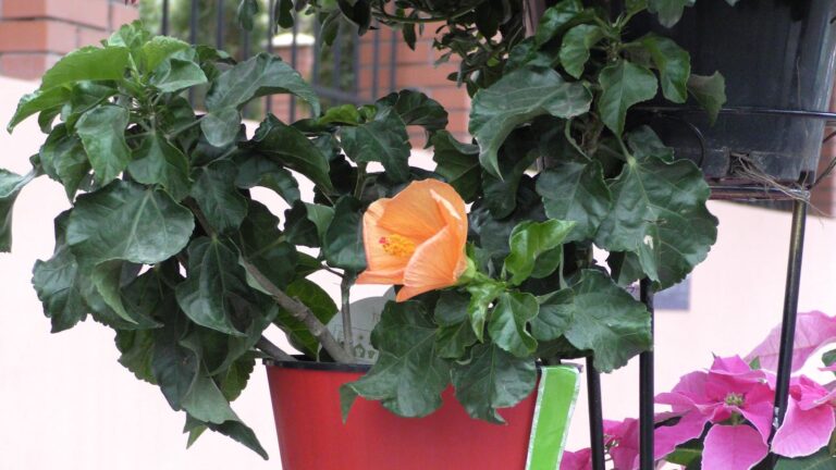 Swat Valley Travel Guide: The Real Switzerland of the East